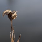 Iris seed pod in Winter
